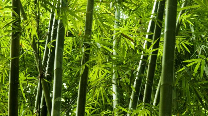 BAMBOO - 竹纖維吸管和餐具